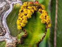 Auswuchs mit Blütenknospen an Euphorbie